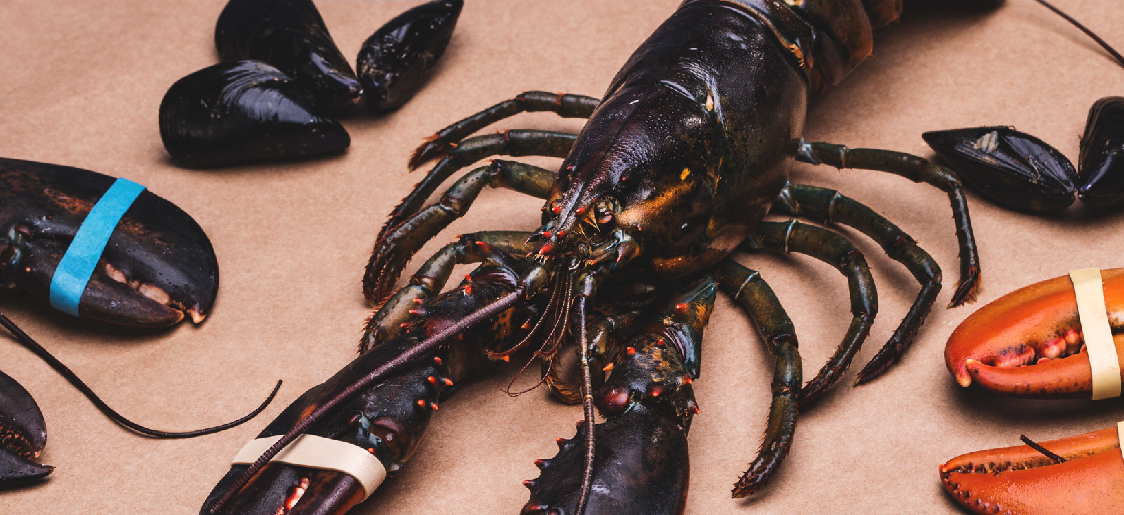 Fish'nall banner owoce morza